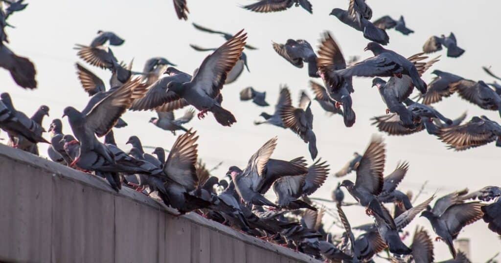 put the cat among the pigeons