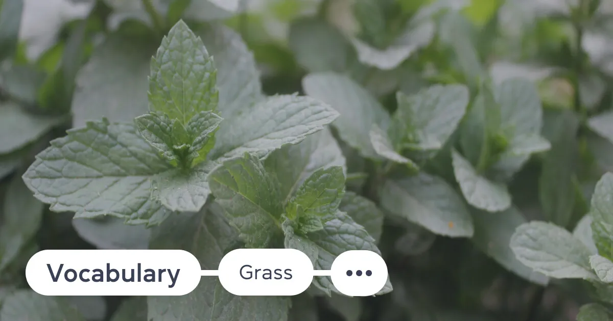 Vyvchayemo nazvy trav