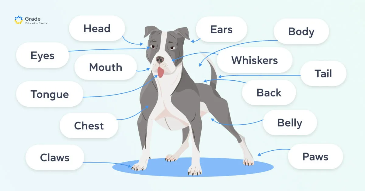 Говорим о животных на английском