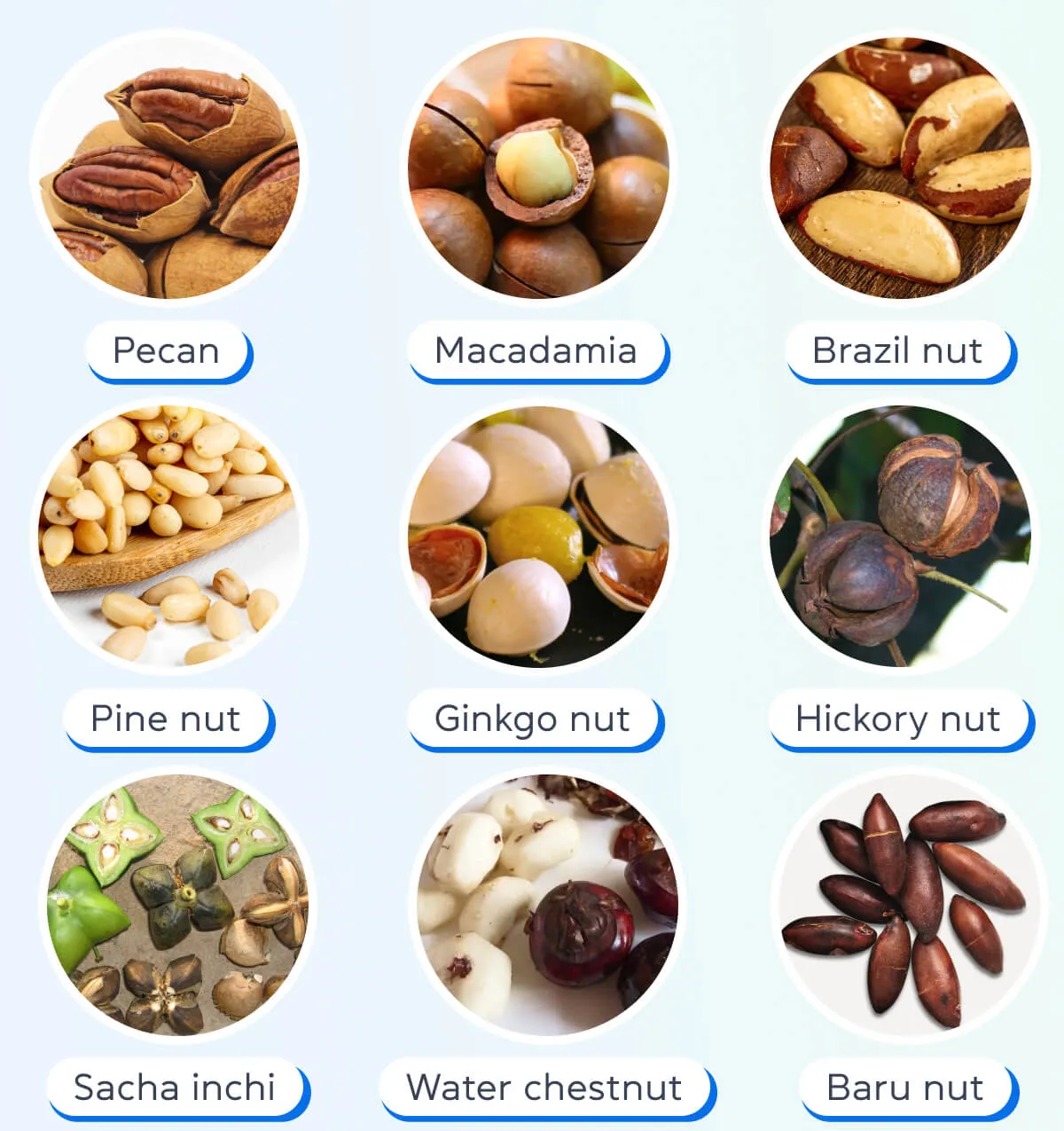 Орехи на английском языке