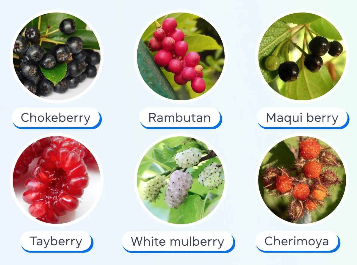 Ягоды на английском языке