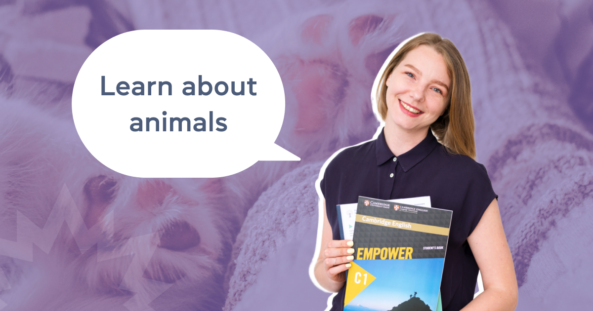 Животные на английском: учим лексику в виртуальном зоопарке