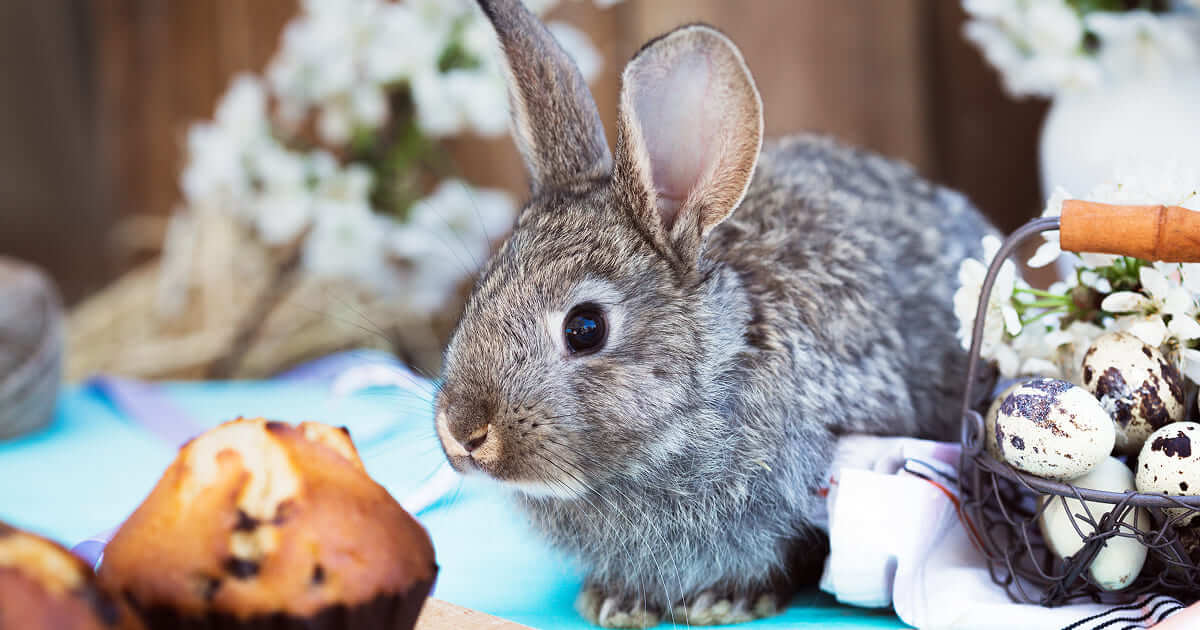 Привітання з Великоднем англійською мовою - Блог Grade.ua