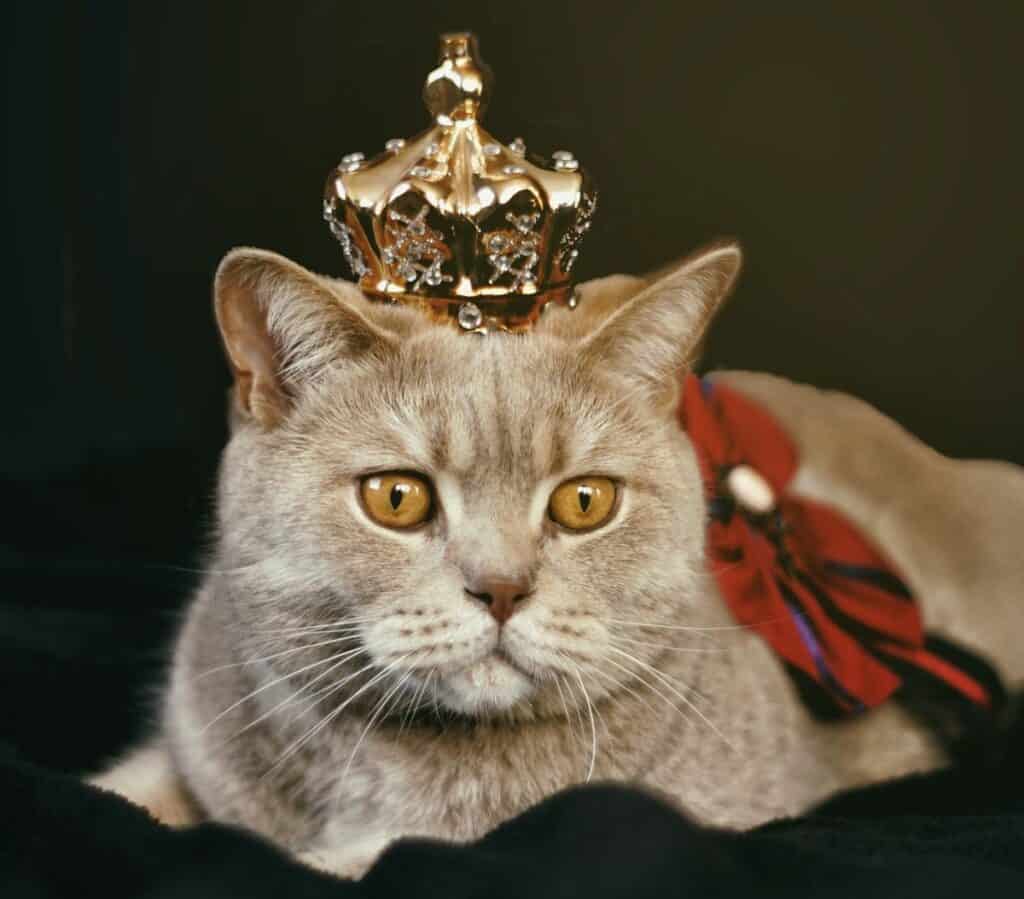 royal cat